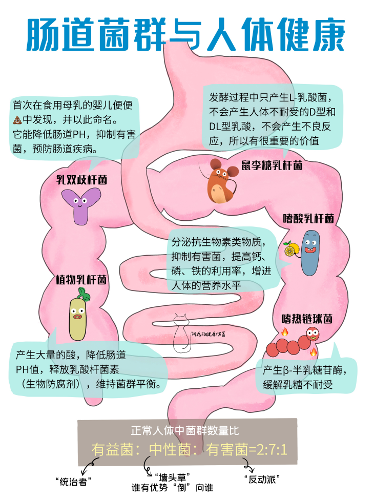 补菌+养菌 为肠道保驾护航 说起益生菌的挑选，或许很多人都知道应当挑菌株种类优秀、菌群数量多的产品